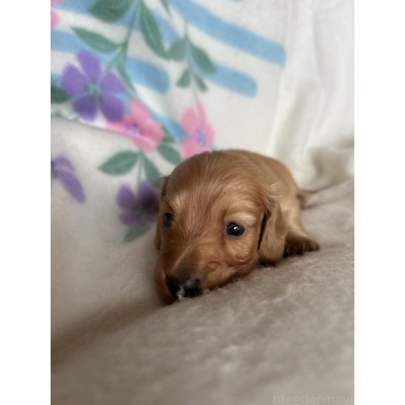 販売中の愛知県のミニチュアダックスフンド(ロングヘアード)-425365の3枚目