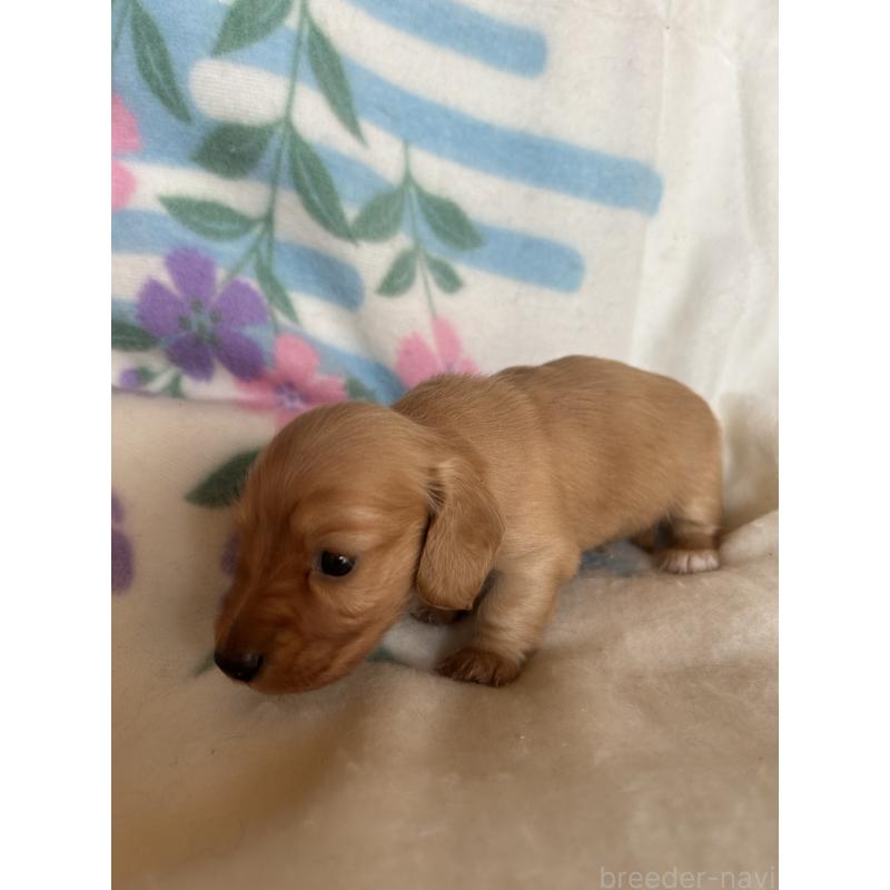 販売中の愛知県のミニチュアダックスフンド(ロングヘアード)-425365の2枚目