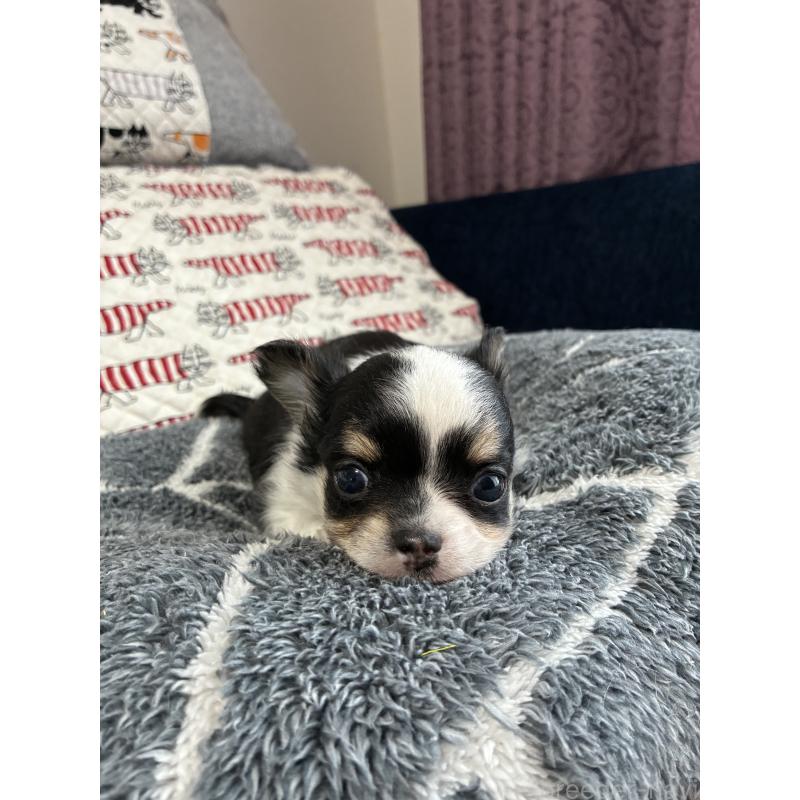 販売中の山形県のチワワ(ロングコート)-425369の5枚目