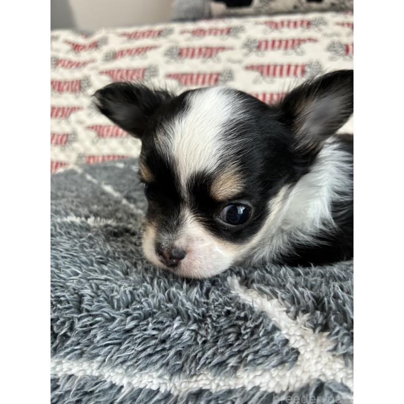 販売中の山形県のチワワ(ロングコート)-425369の4枚目