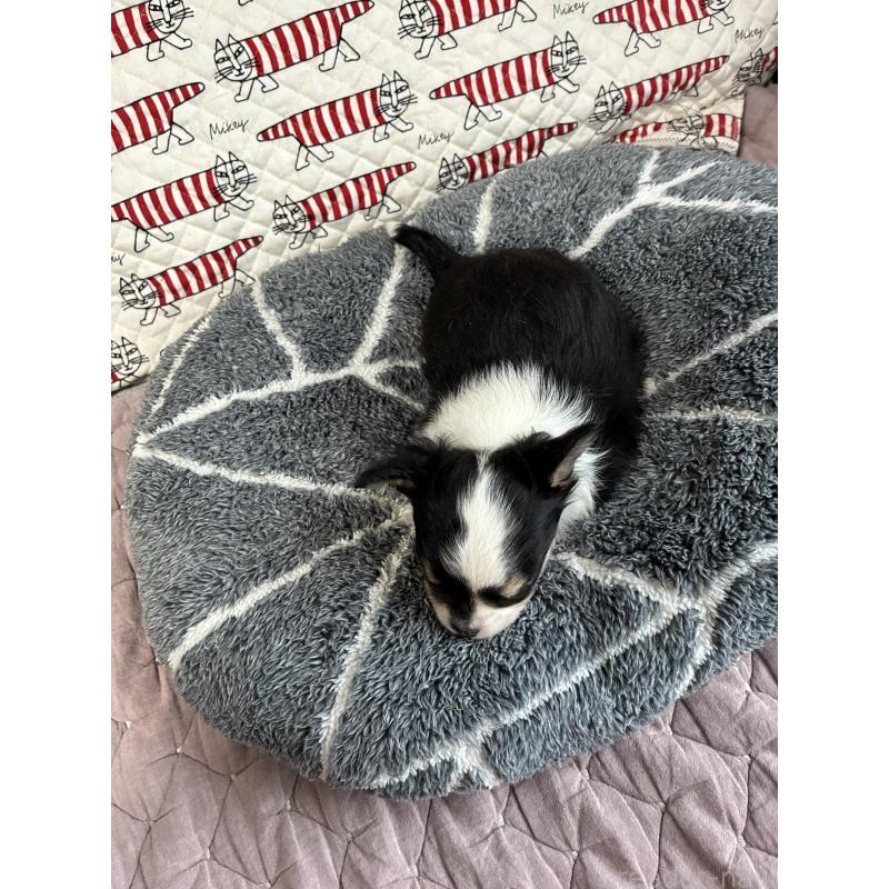 販売中の山形県のチワワ(ロングコート)-425369の3枚目