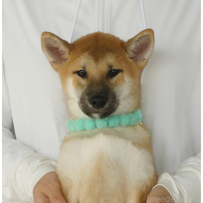 販売中のの柴犬-411693