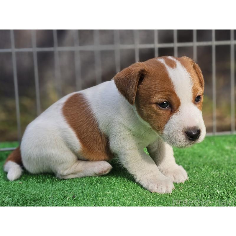 販売中の千葉県のジャックラッセルテリア-425368