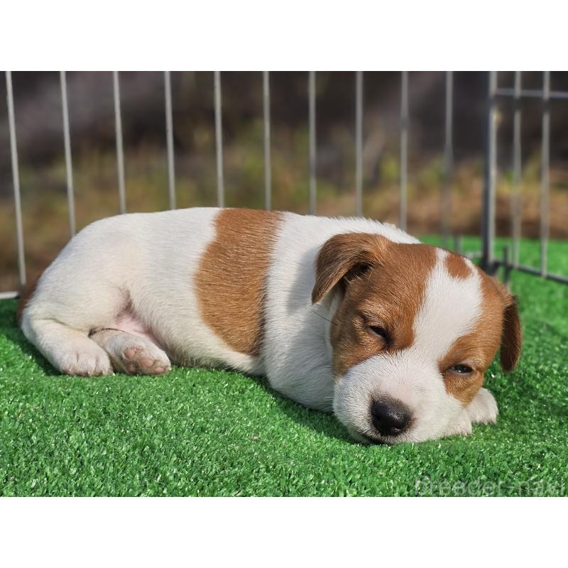 販売中の千葉県のジャックラッセルテリア-425368の14枚目