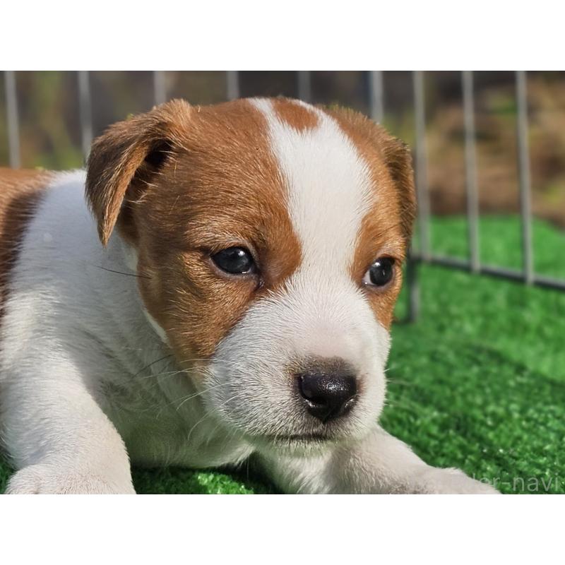 販売中の千葉県のジャックラッセルテリア-425368の13枚目