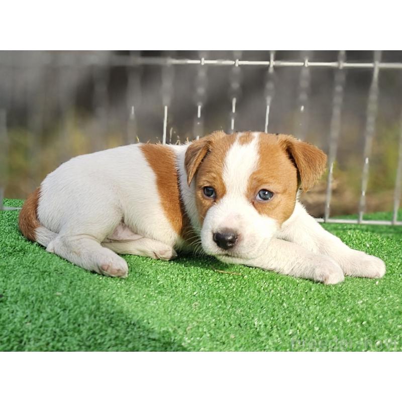 販売中の千葉県のジャックラッセルテリア-425368の12枚目