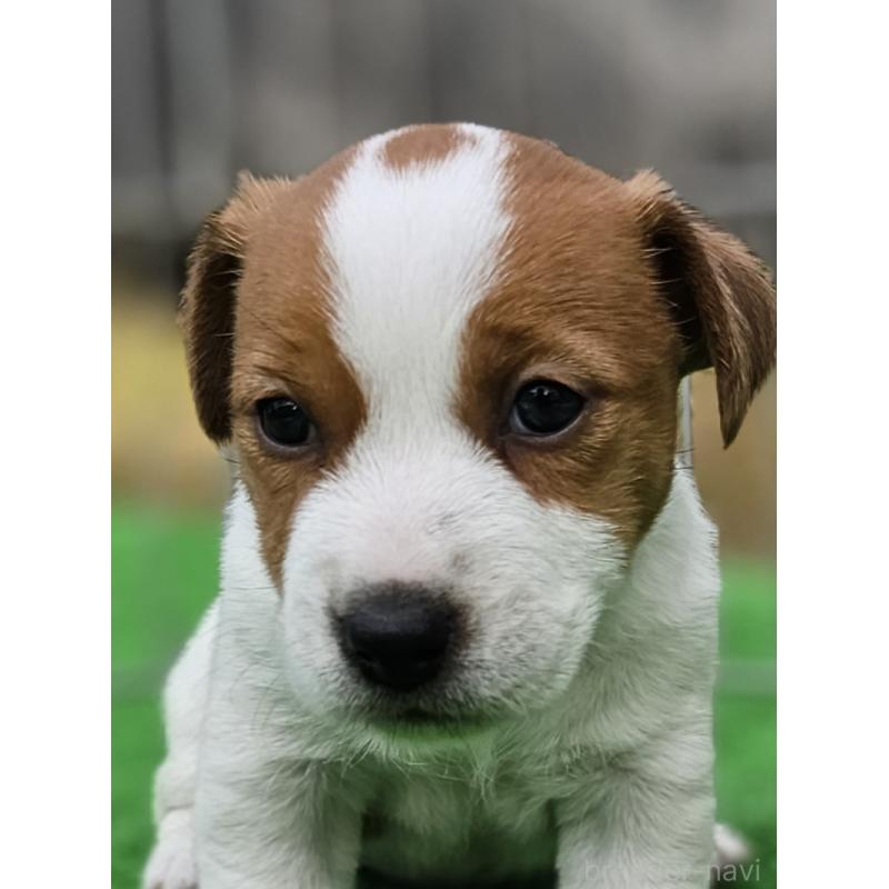 販売中の千葉県のジャックラッセルテリア-425368の11枚目