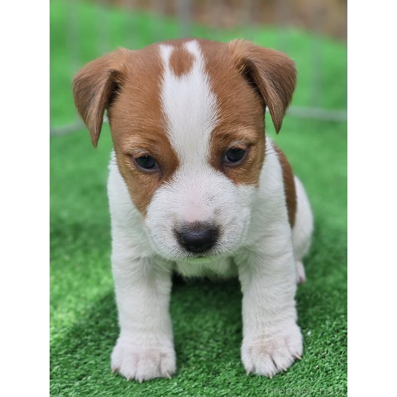 販売中の千葉県のジャックラッセルテリア-425368の10枚目