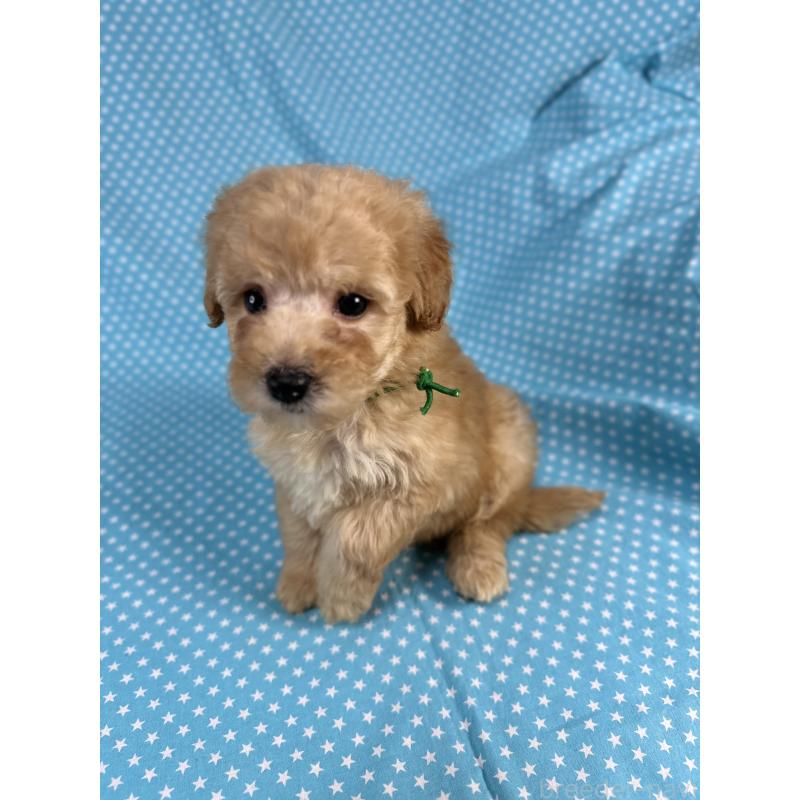 販売中の北海道のトイプードル-425366の4枚目