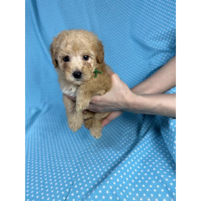 販売中の北海道のトイプードル-425366の3枚目