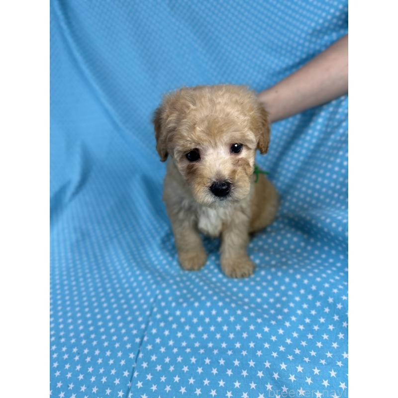 販売中の北海道のトイプードル-425366の2枚目