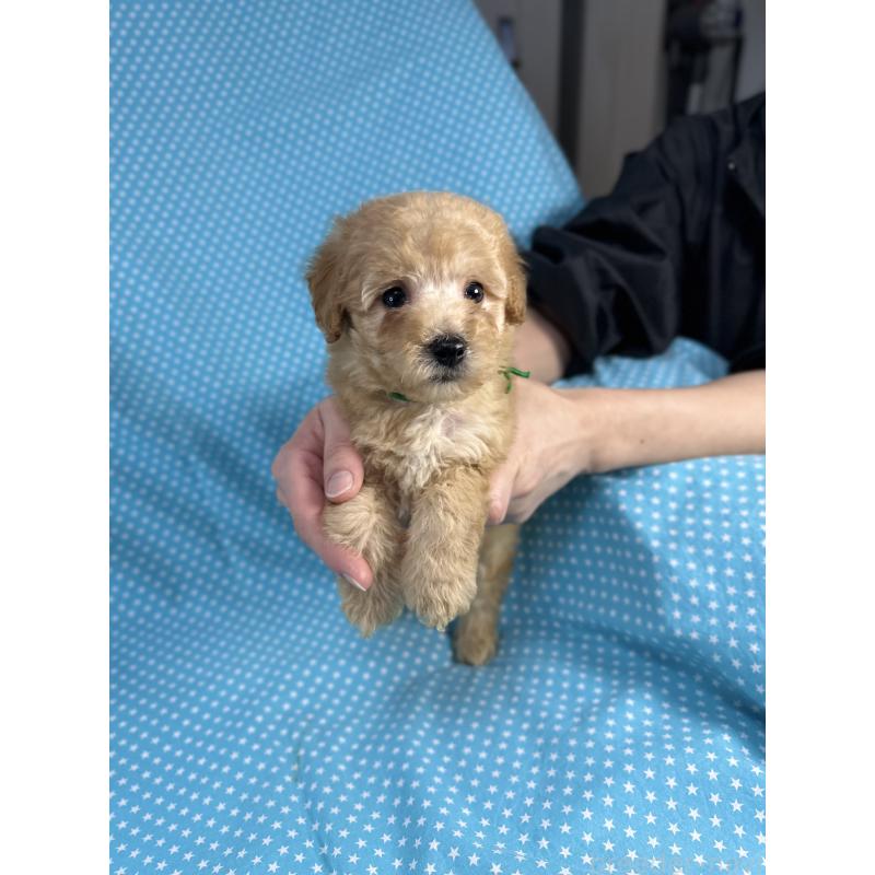 販売中の北海道のトイプードル-425366