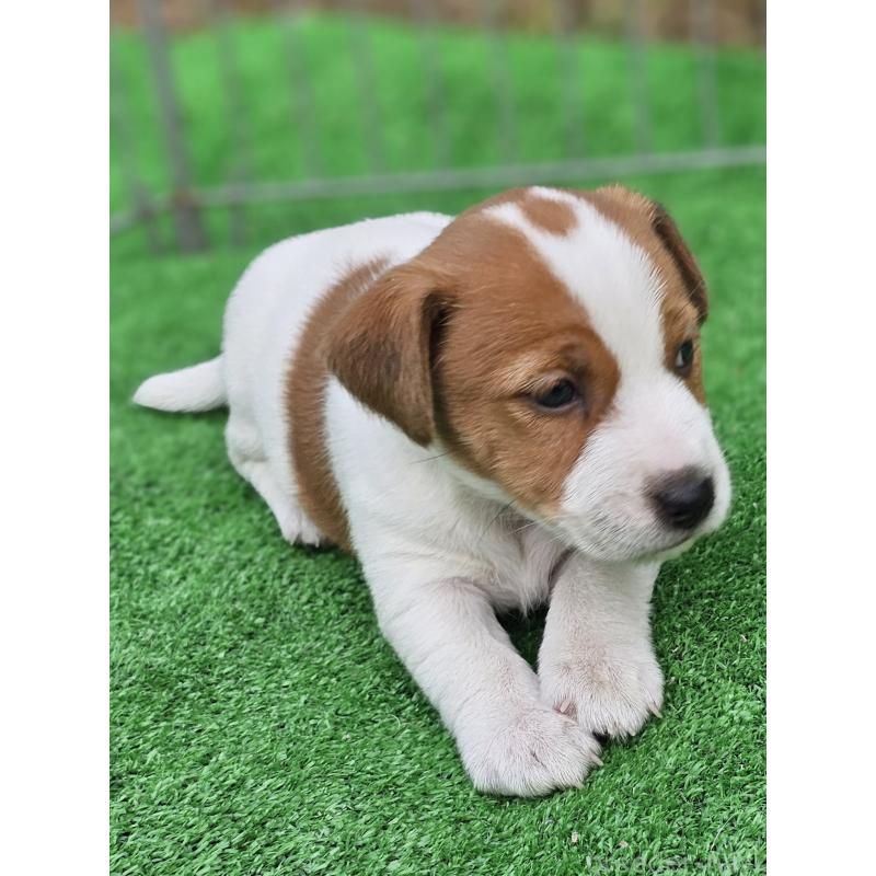 販売中の千葉県のジャックラッセルテリア-425368の9枚目