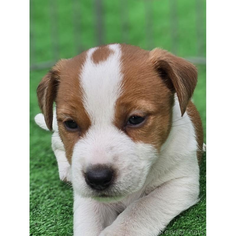 販売中の千葉県のジャックラッセルテリア-425368の8枚目