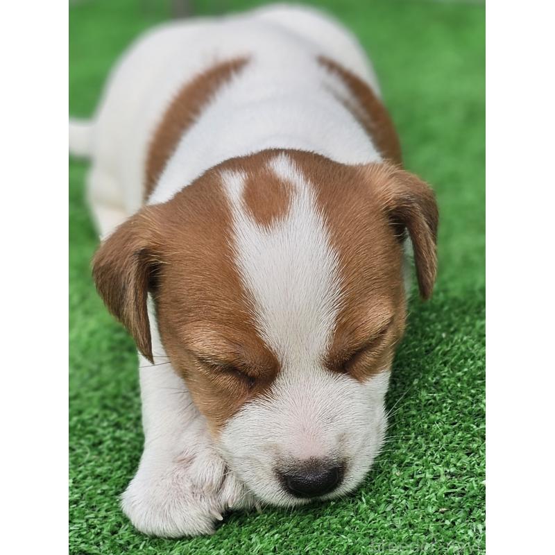 販売中の千葉県のジャックラッセルテリア-425368の7枚目