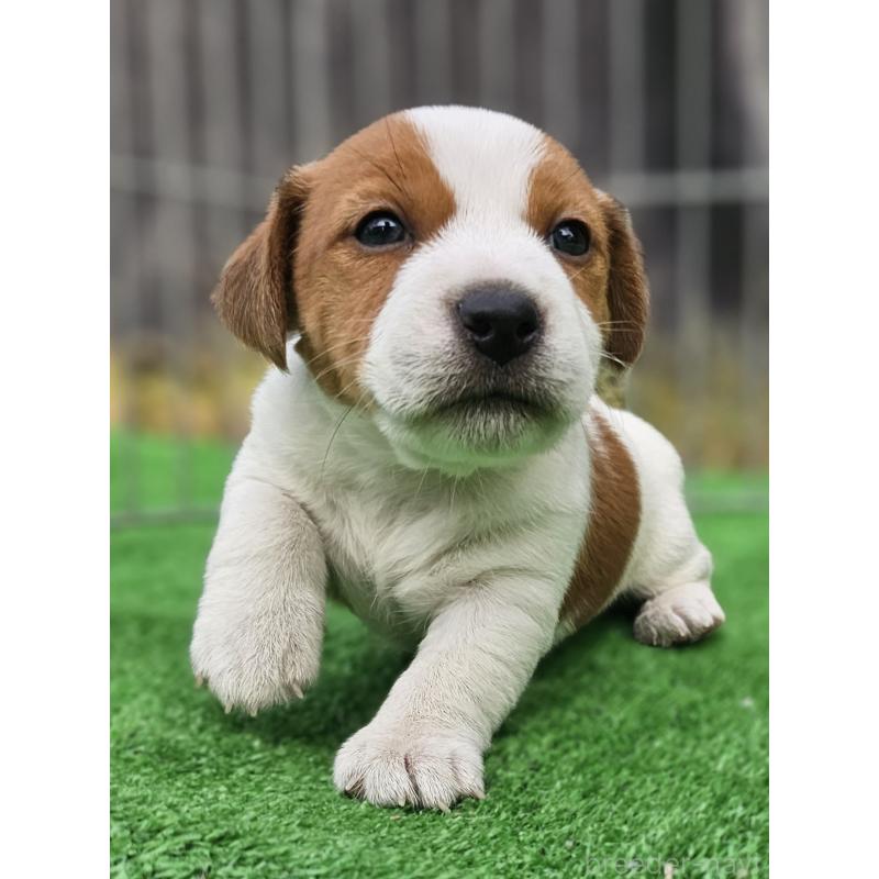 販売中の千葉県のジャックラッセルテリア-425368の6枚目