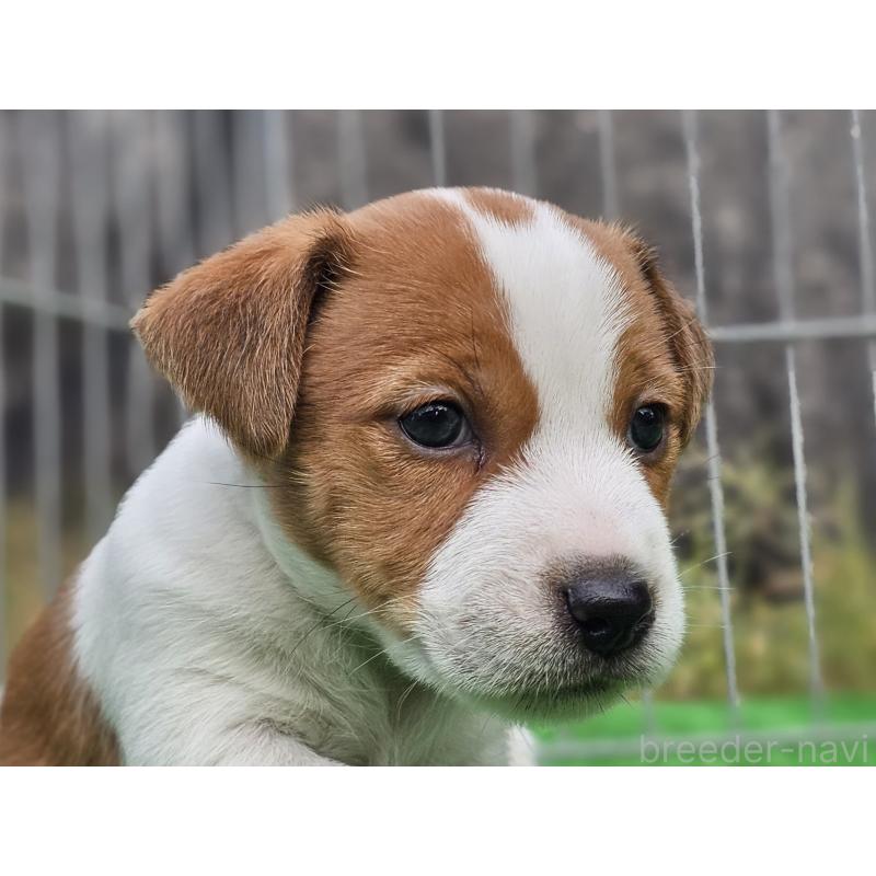 販売中の千葉県のジャックラッセルテリア-425368の5枚目