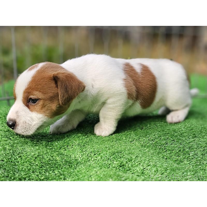 販売中の千葉県のジャックラッセルテリア-425368の4枚目