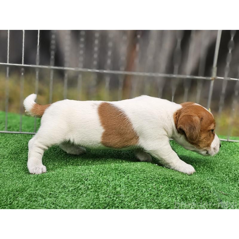 販売中の千葉県のジャックラッセルテリア-425368の3枚目