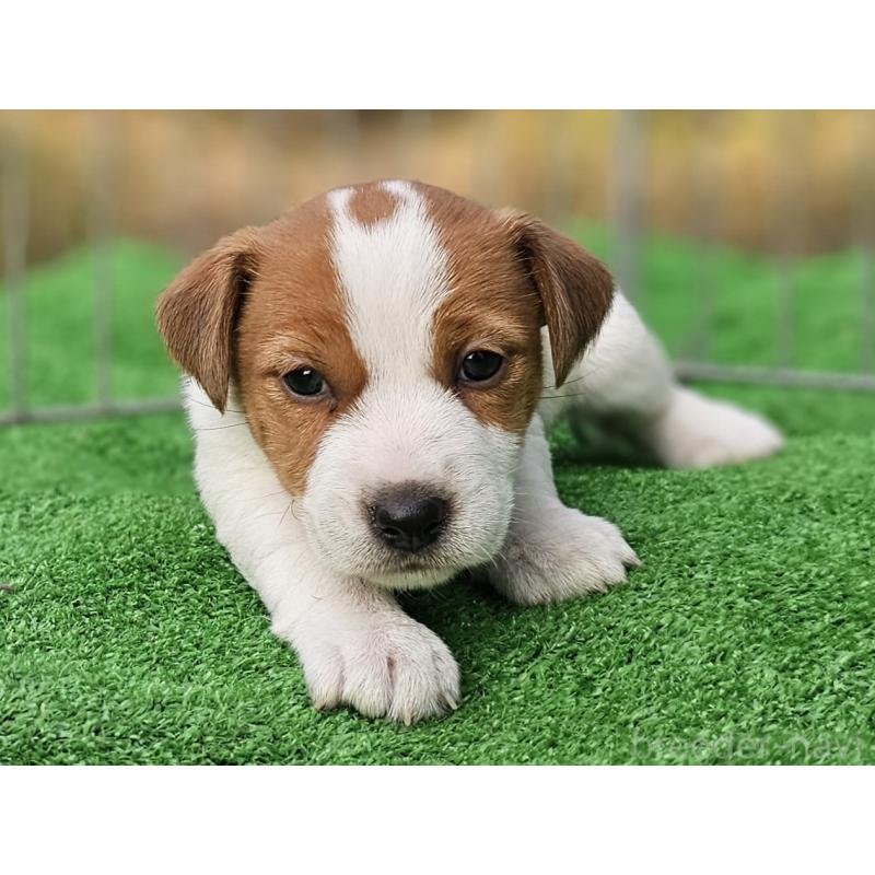 販売中の千葉県のジャックラッセルテリア-425368の2枚目