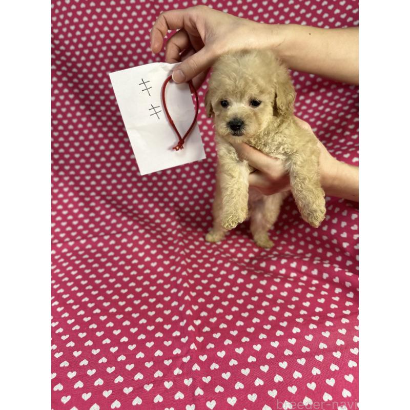 販売中の北海道のトイプードル-425367の5枚目