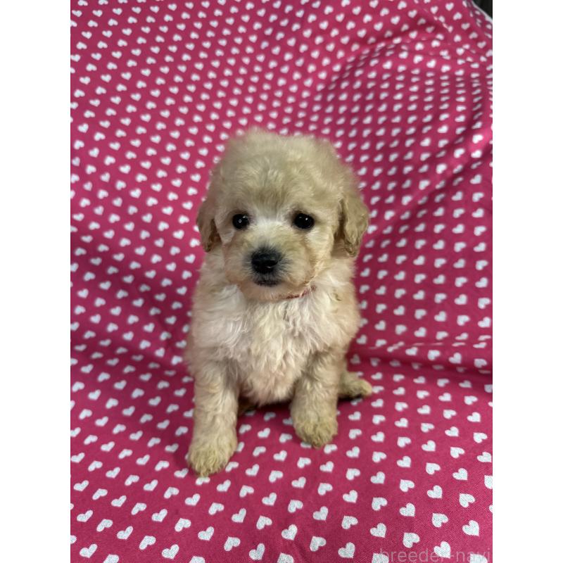 販売中の北海道のトイプードル-425367