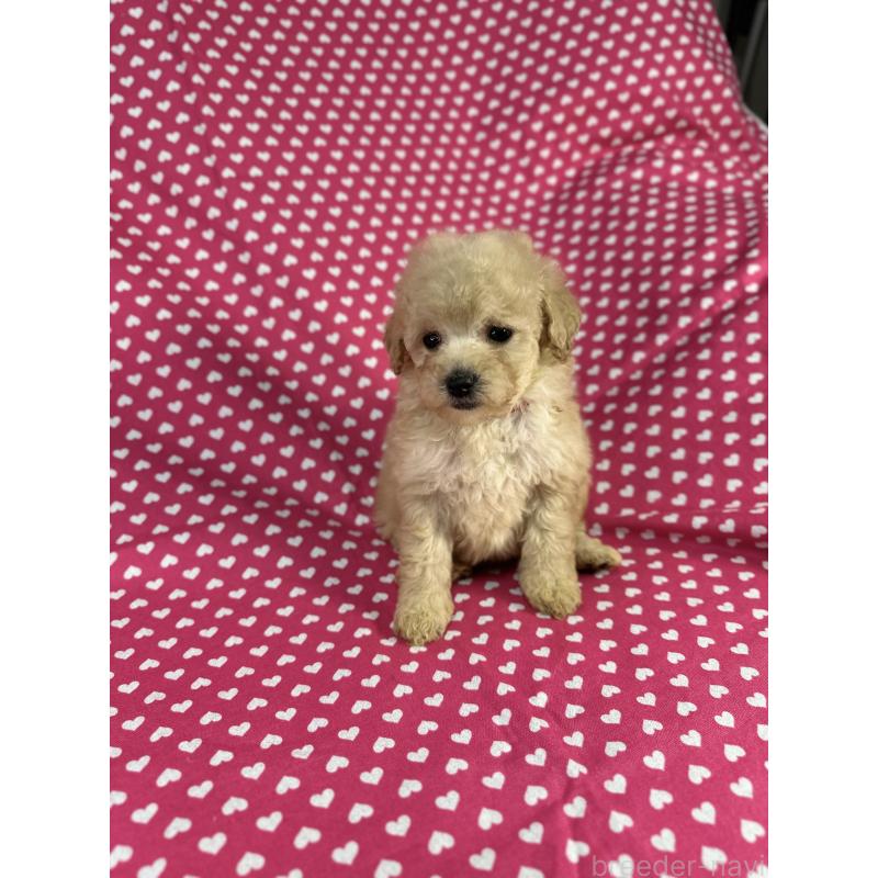 販売中の北海道のトイプードル-425367の4枚目