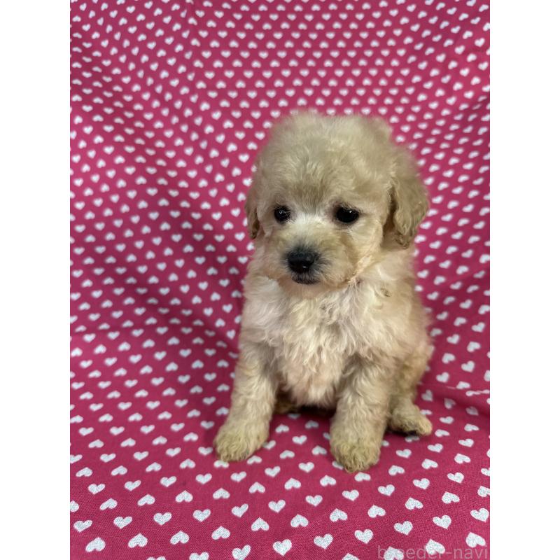 販売中の北海道のトイプードル-425367の3枚目