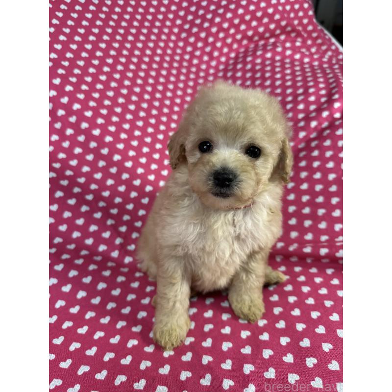 販売中の北海道のトイプードル-425367の2枚目
