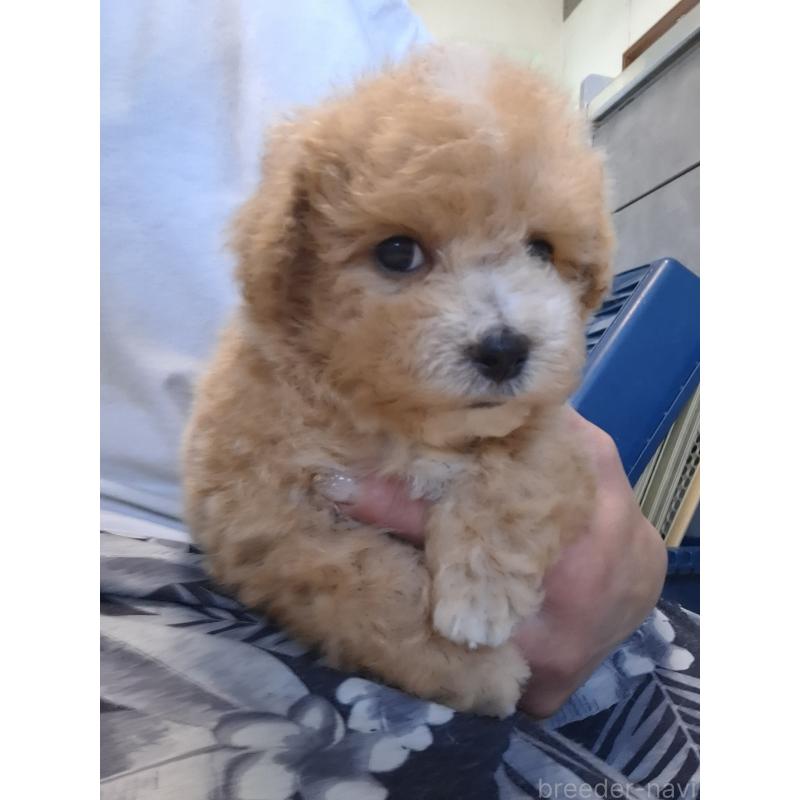 成約済の群馬県のビションプー:ビションフリーゼ×トイプードル-422045の6枚目