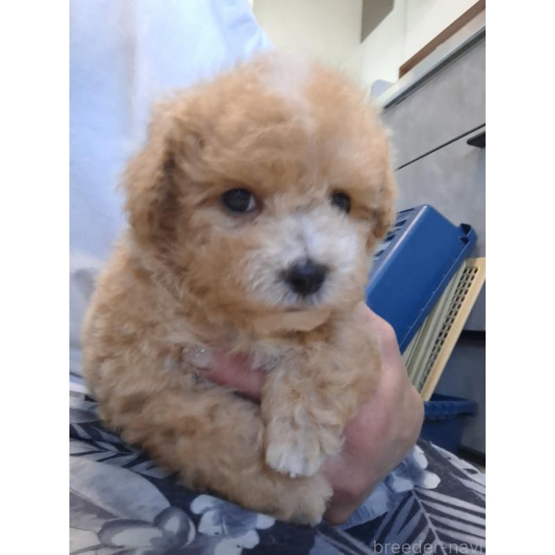 成約済の群馬県のビションプー:ビションフリーゼ×トイプードル-422045の5枚目