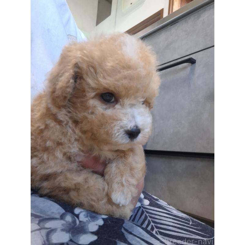 成約済の群馬県のビションプー:ビションフリーゼ×トイプードル-422045の4枚目