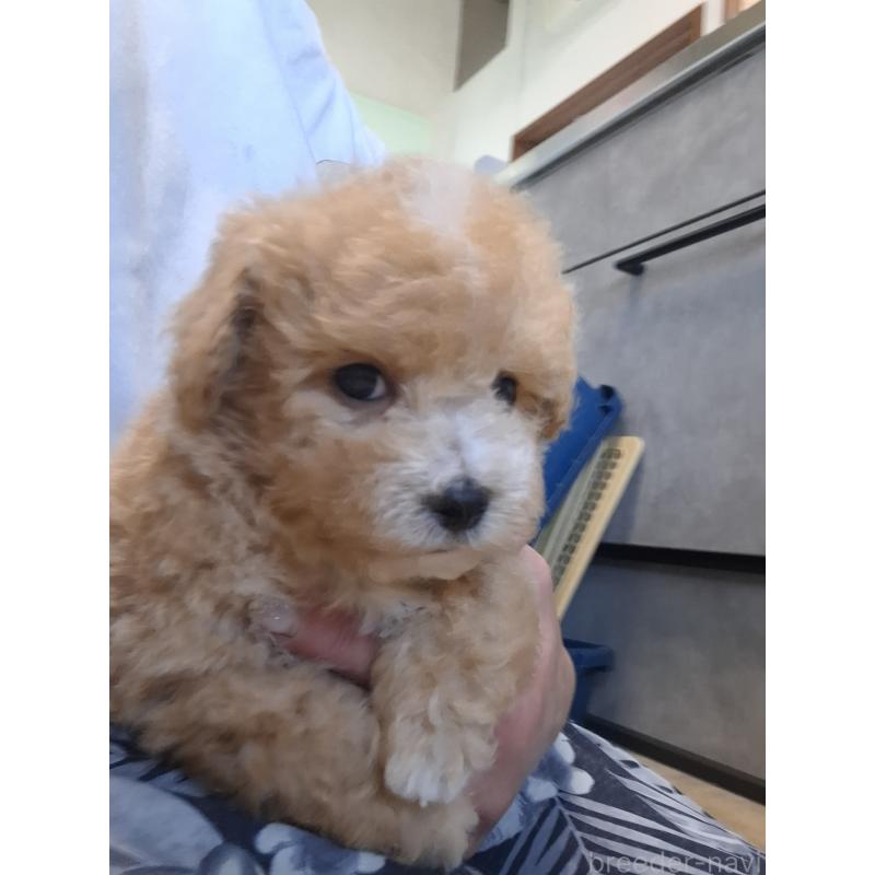 成約済の群馬県のビションプー:ビションフリーゼ×トイプードル-422045の3枚目