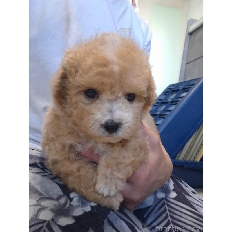 成約済の群馬県のビションプー:ビションフリーゼ×トイプードル-422045の2枚目