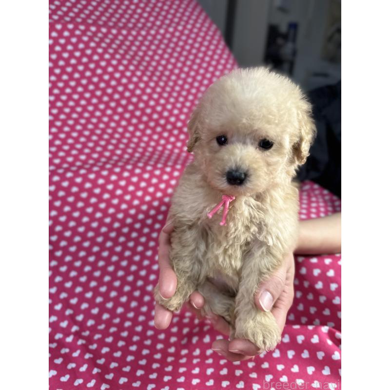 販売中の北海道のトイプードル-425370の4枚目