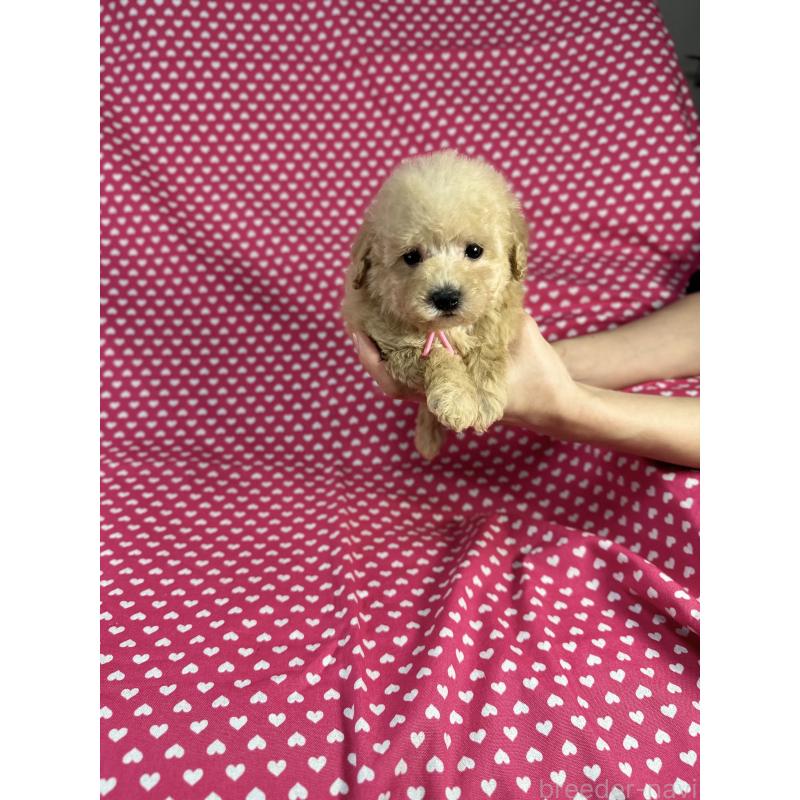 販売中の北海道のトイプードル-425370の3枚目