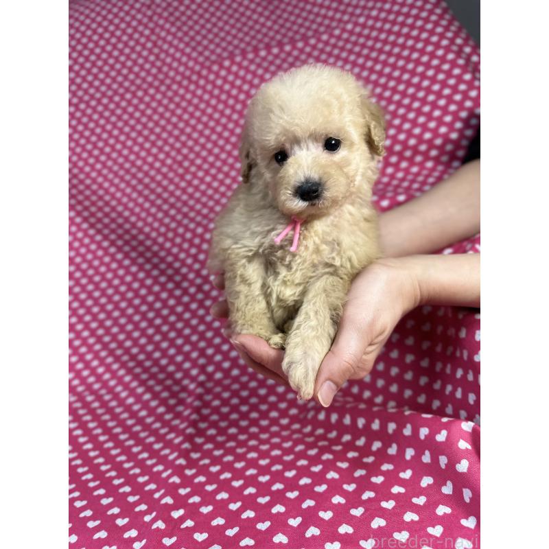 販売中の北海道のトイプードル-425370の1枚目