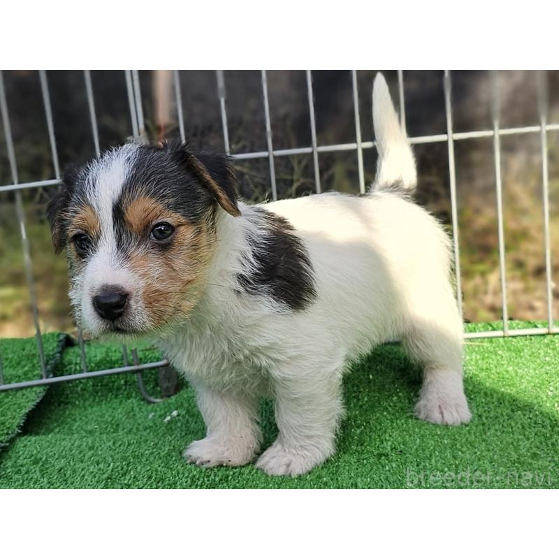 販売中の千葉県のジャックラッセルテリア-425372の14枚目