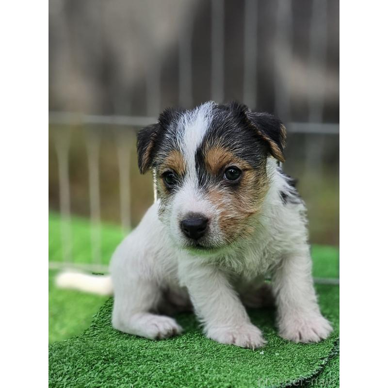 販売中の千葉県のジャックラッセルテリア-425372の13枚目