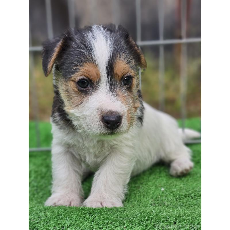 販売中の千葉県のジャックラッセルテリア-425372の11枚目