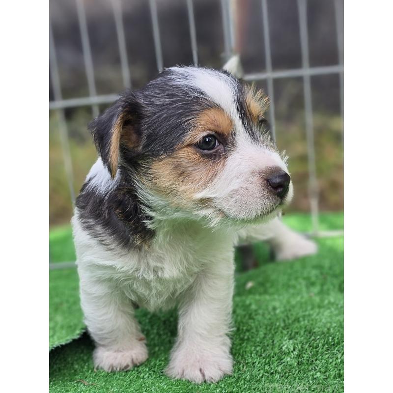 販売中の千葉県のジャックラッセルテリア-425372の10枚目