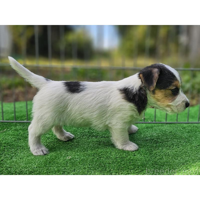 販売中の千葉県のジャックラッセルテリア-425372の9枚目