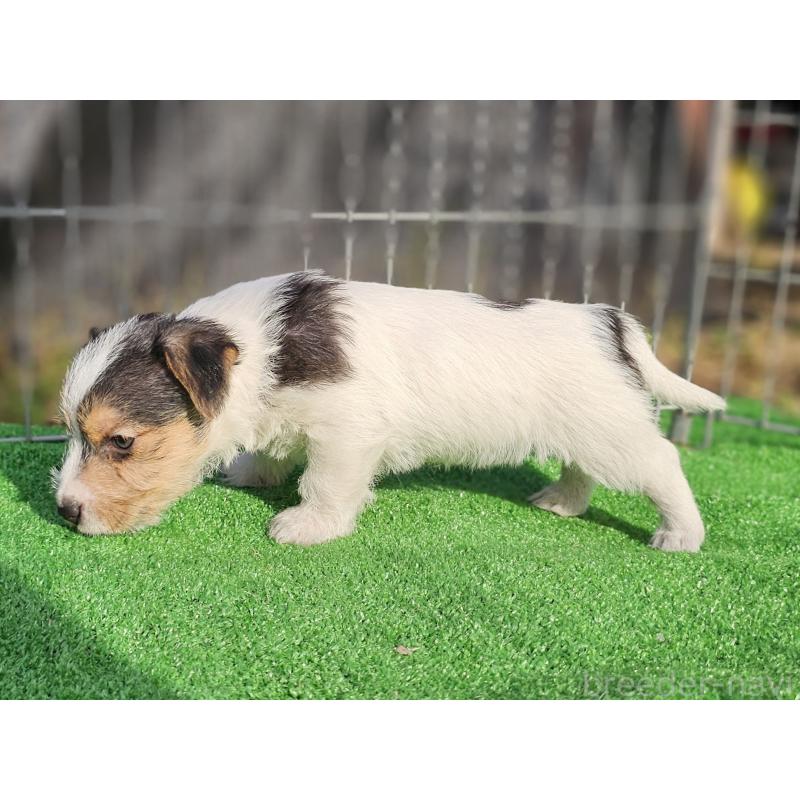 販売中の千葉県のジャックラッセルテリア-425372の8枚目