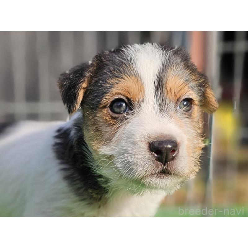 販売中の千葉県のジャックラッセルテリア-425372の7枚目