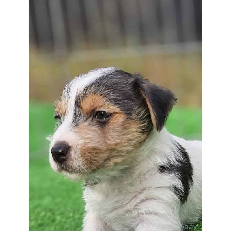 販売中の千葉県のジャックラッセルテリア-425372の6枚目