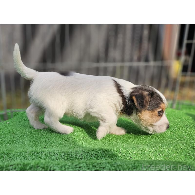 販売中の千葉県のジャックラッセルテリア-425372の5枚目