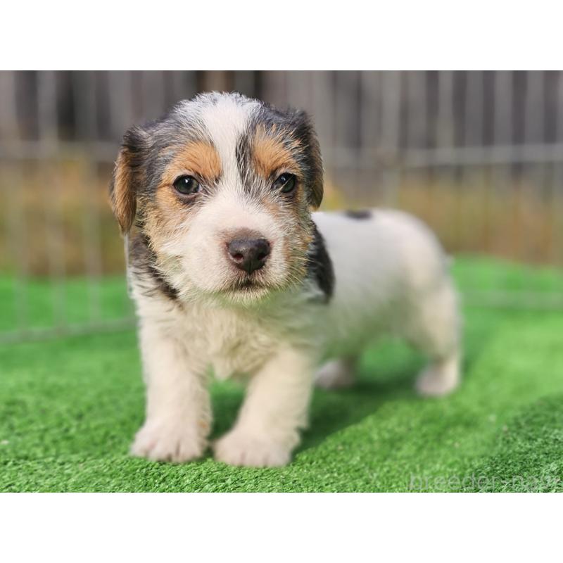 販売中の千葉県のジャックラッセルテリア-425372の4枚目