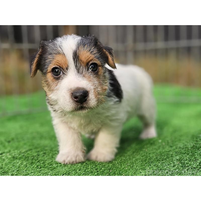 販売中の千葉県のジャックラッセルテリア-425372の3枚目