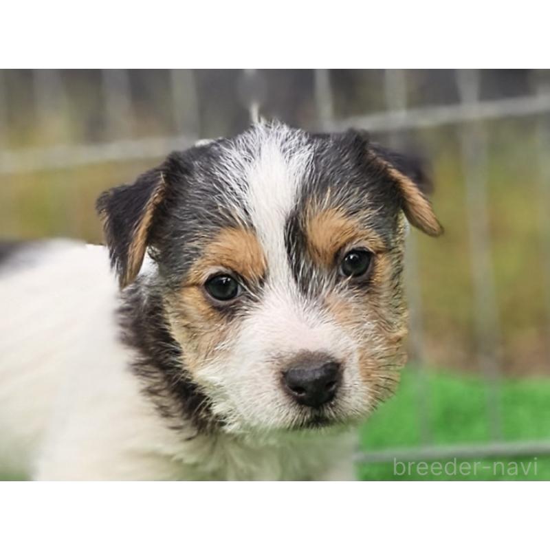 販売中の千葉県のジャックラッセルテリア-425372の2枚目