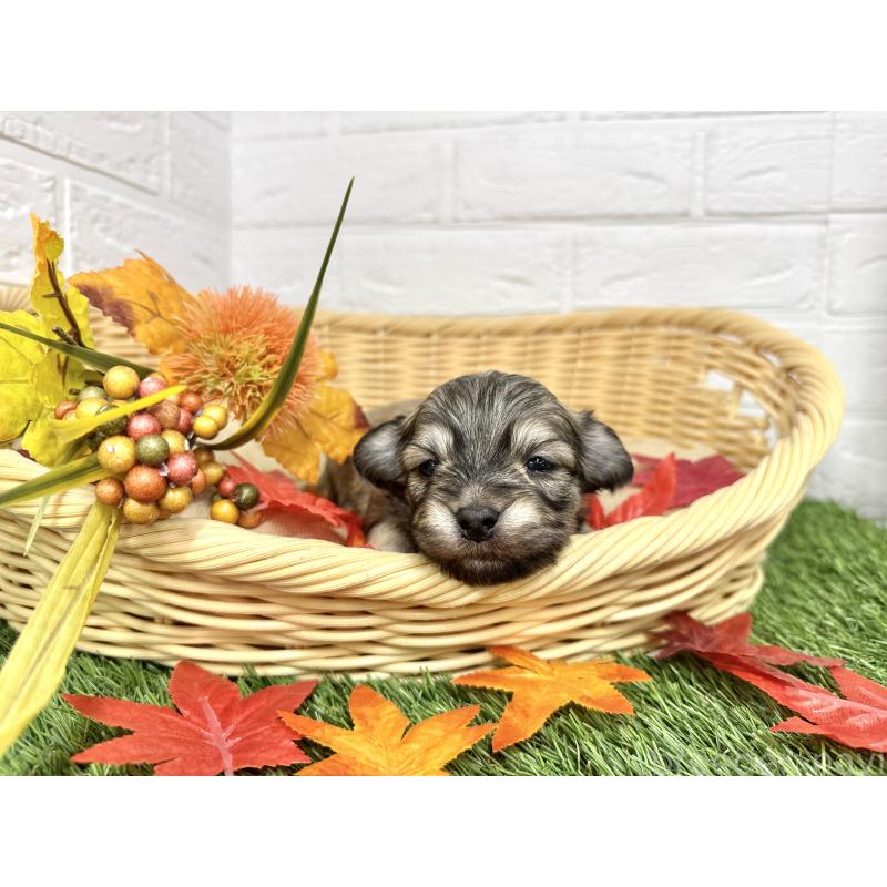 販売中の愛知県のマルックス:マルチーズ×ミニチュアダックスフンド-425374の6枚目